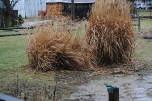 Behind this grass is more garden space.  We'll be using some of the space this spring.