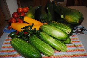 Cucumbers, squash, zucchini oh my!