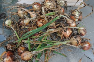 Our little onion crop!
