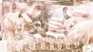 Lili closely examining the snake.