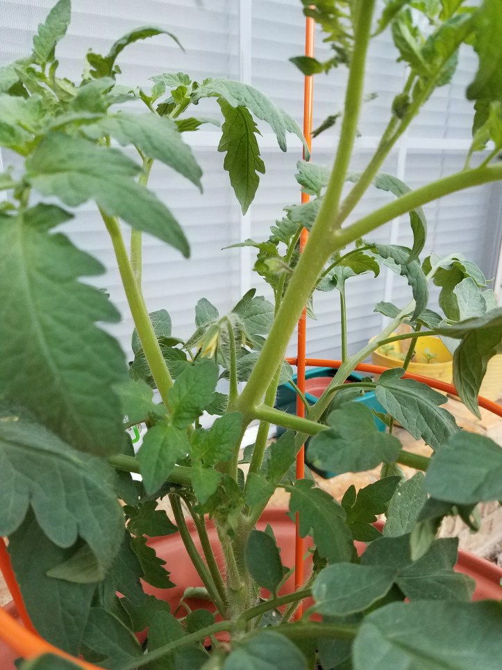 20170413_071654[3162]